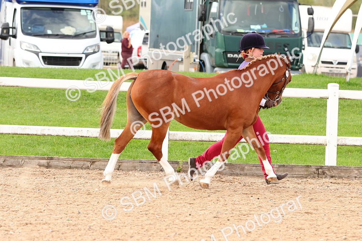 SBM_10175 - Class 205 - IH Show Pony - Show Hunter Pony