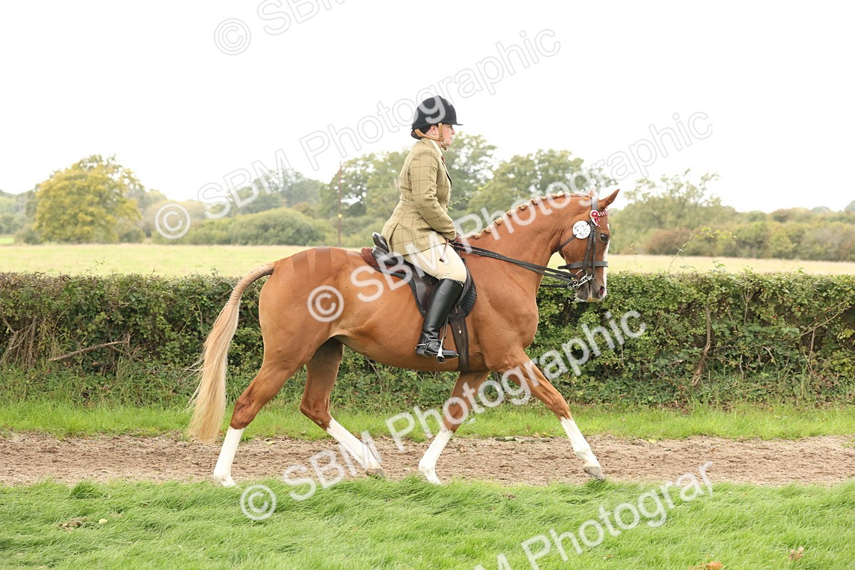 SBM_64171 - S65 - Riding Horse & Hack & Thoroughbred Ridden