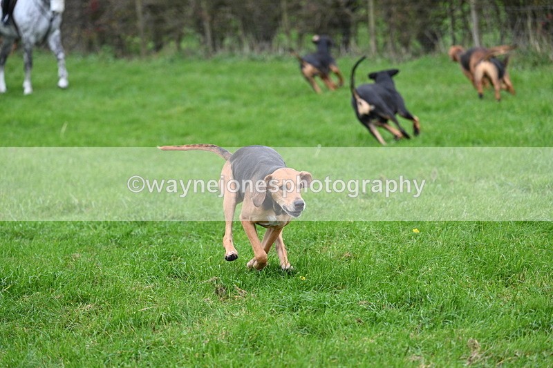 WJ7_8797 - Meet Staff & Hounds