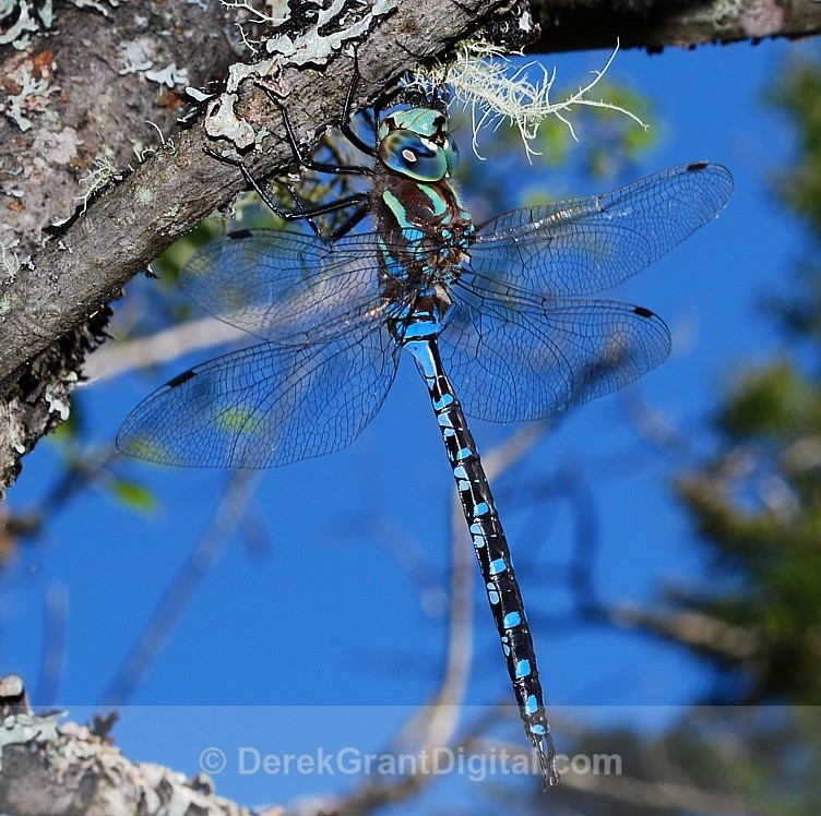Lance-tipped Darner - Dragonflies of Atlantic Canada