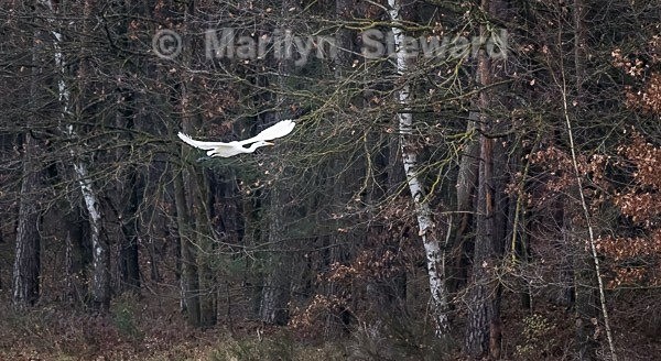 Egret in flight -9 - Budapest to Amsterdam in Autumn