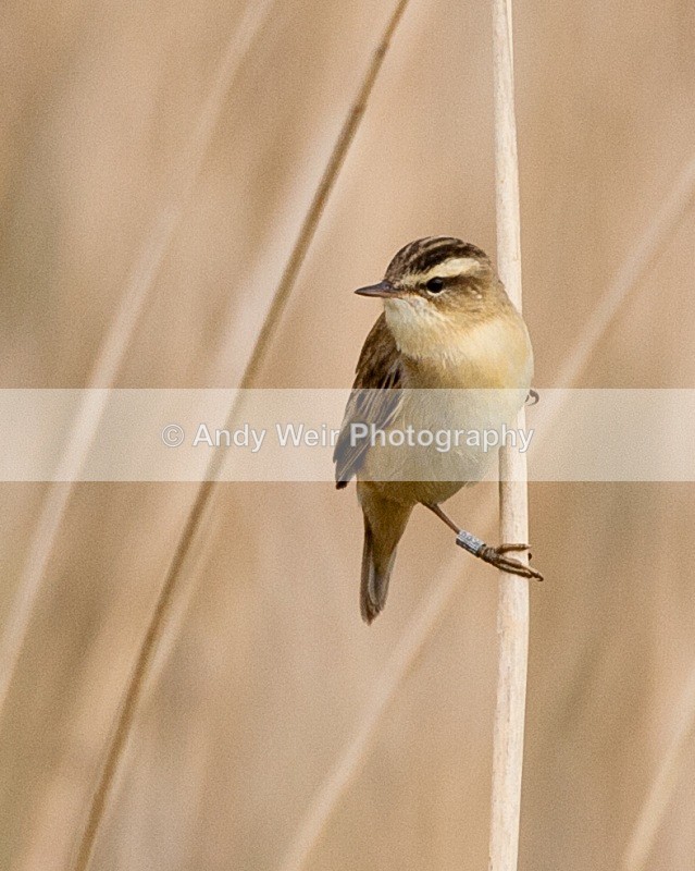 20090509-WE 169 - Sedge Warbler