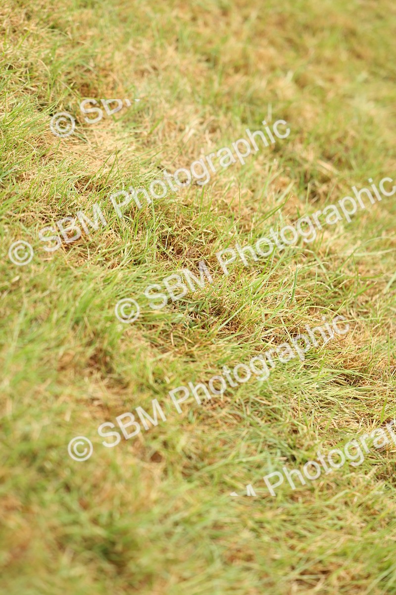 SBM_02250 - Class 50-57 - M&M Welsh Pony In Hand