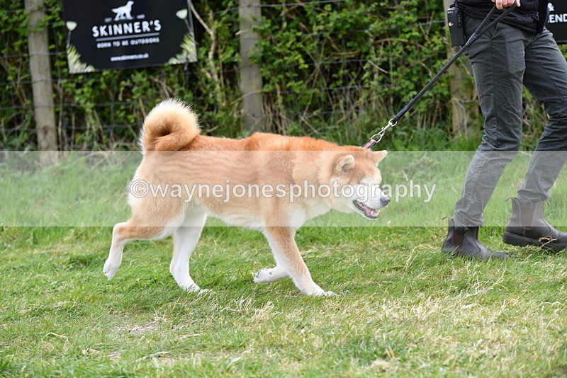 WJ5_9976 - Class 5 Best Veteran / 7 years & over