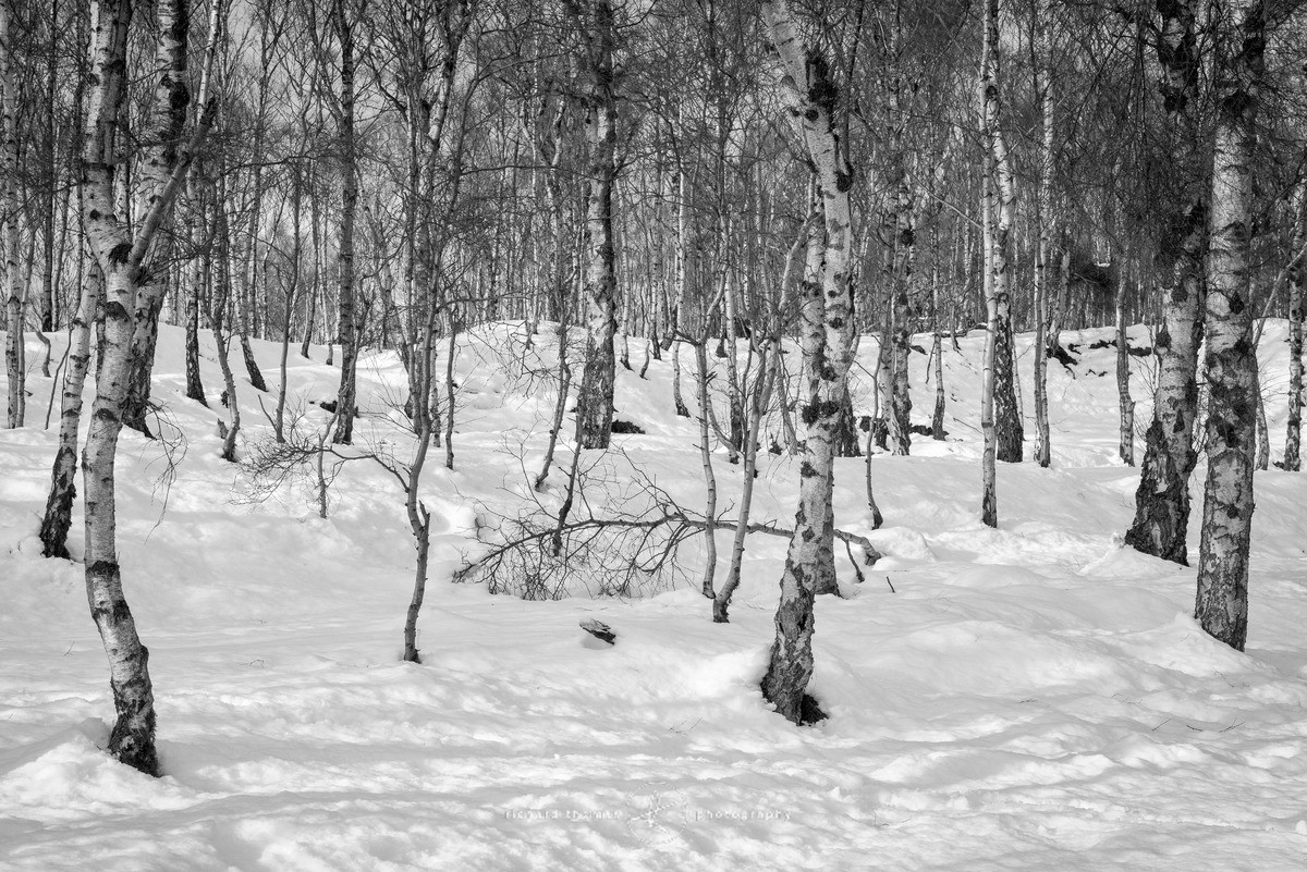 Silver lined blanket - WINTER