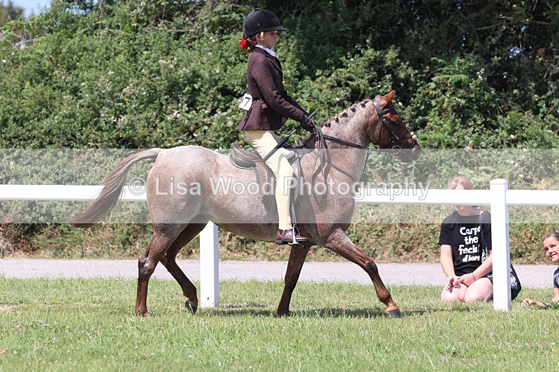 JPP_2711 - Class 21: Working Hunter 60cm