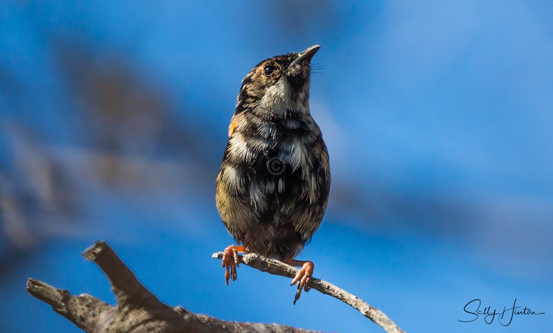 Red Wren Young Male 5