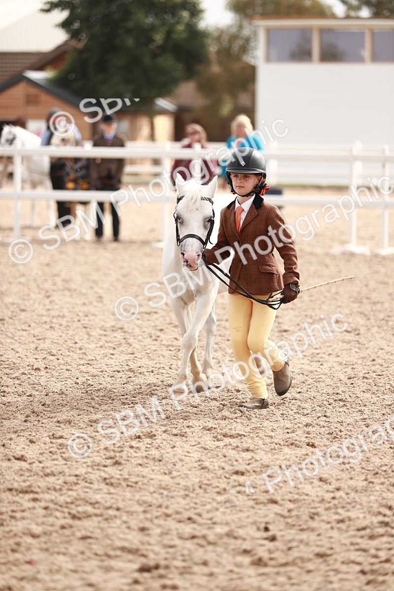 SBM_11826 - Class 206 IH Non Show Type Pony