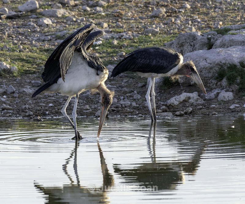 Wooly-necked Stork - Namibia 2022