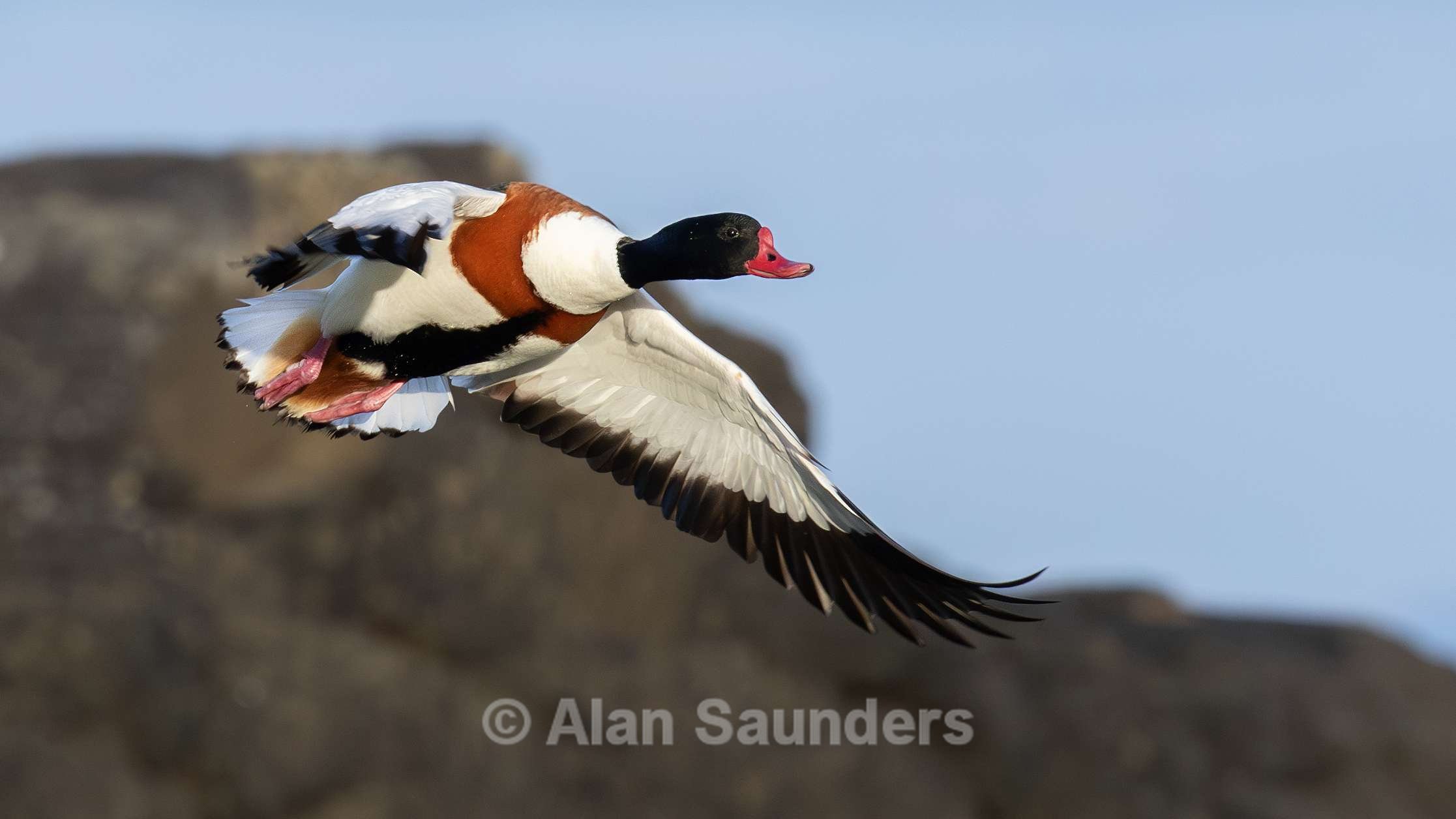 Shelduck 5