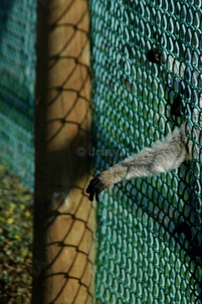Reach - Fenced