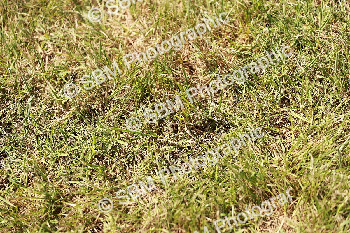SBM_05603 - Class 41-45 - Riding Pony-Hunter Pony Breeding