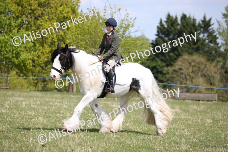 20250427-4115 - Class 34 - Best Riding Horse Over 14.2hh