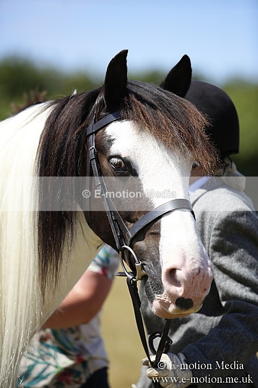 _C7A9973 - BVRC Show 2018 Ring 1