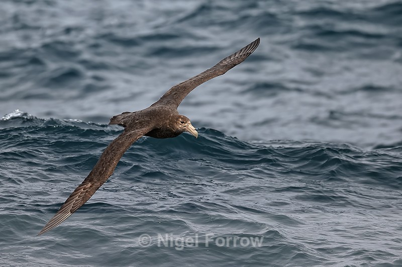 Southern Giant Petrel in flight at sea, Falklands - Southern Giant Petrel