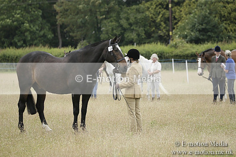 B230619-0539 - Bourne Valley Riding Club Summer Show 23/06/19