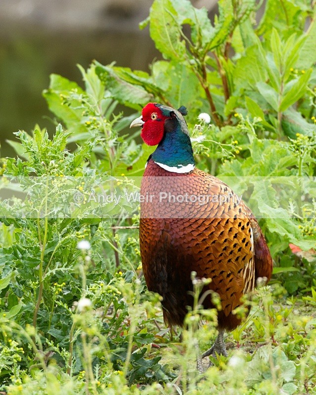 20110528-IMG_5427 - Pheasants