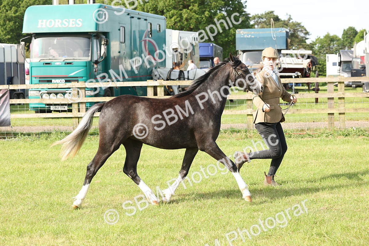 SBM_00700 - Class 6-13 - Mountatin and Moorland In Hand Welsh Breeds