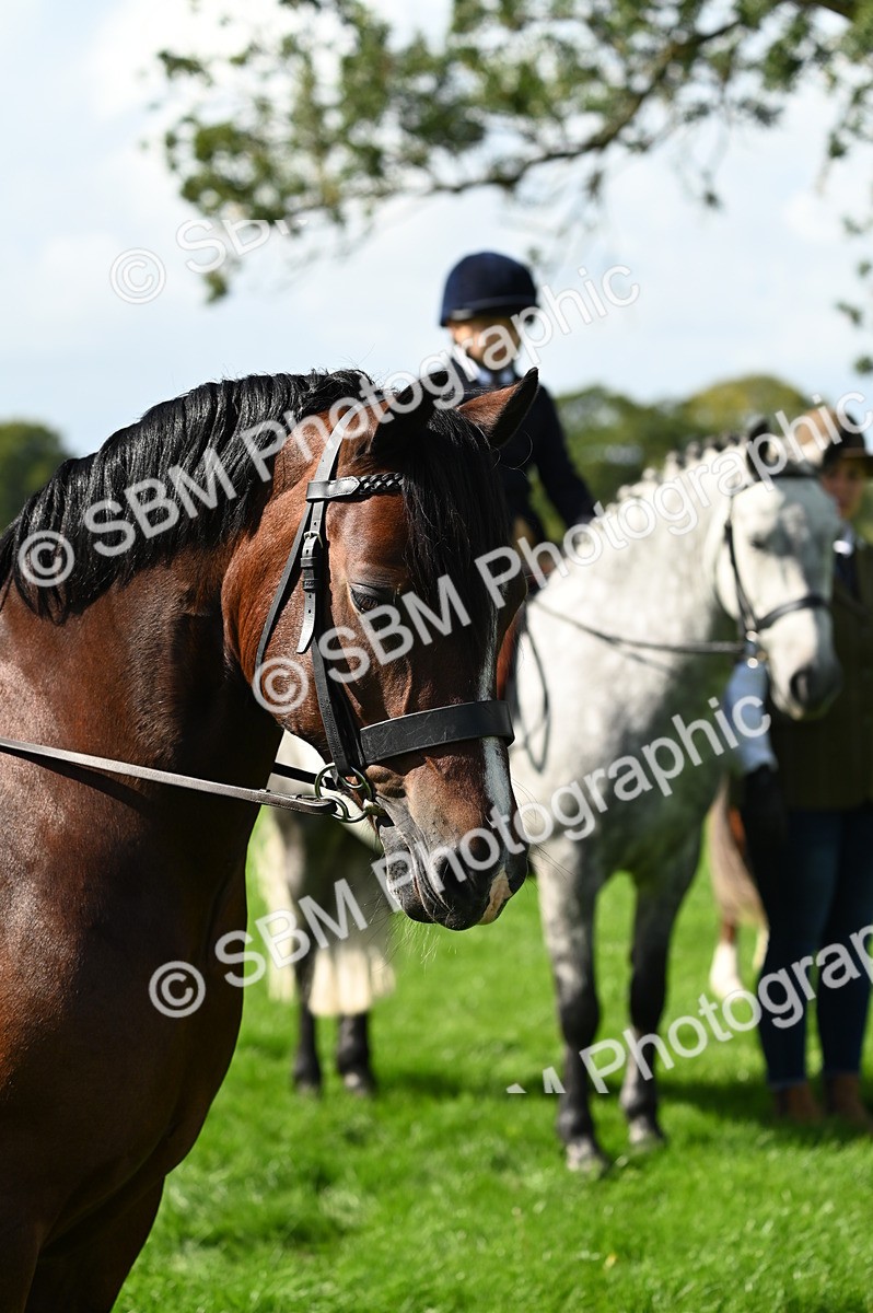 SBM_02877 - S3 - TSR Ridden Pony Showing