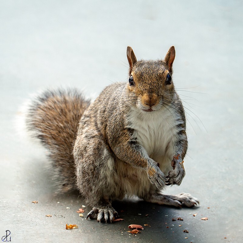 Wildlife photography by Diana Uzun