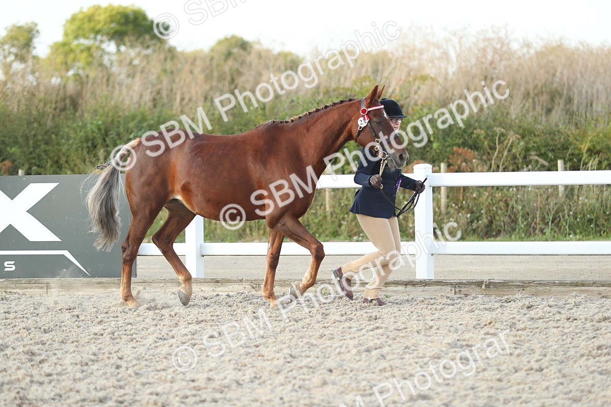 SBM_09130 - Class 29 IH Veteran Pony