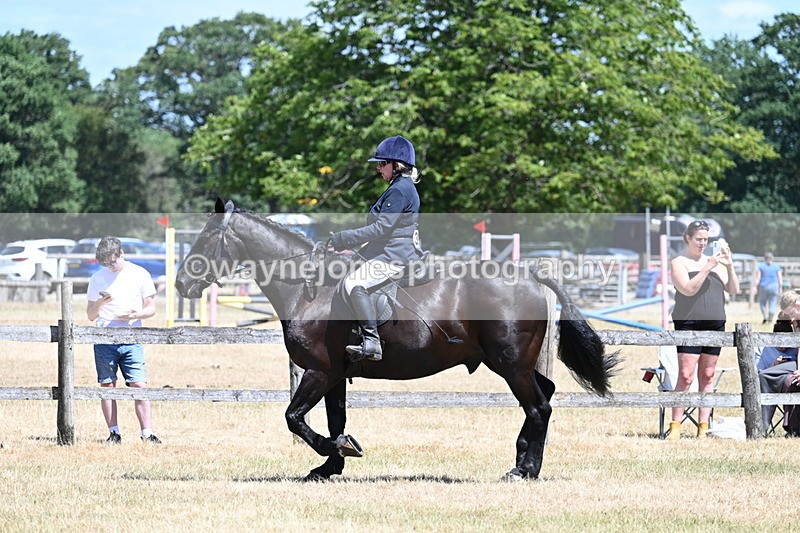 WJ7_2784 - Class 7 Riding Club Show Horse