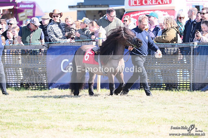 Shet 060426 14 - Shetland Pony Racing Paxford Races Easter Mon 06/04/26