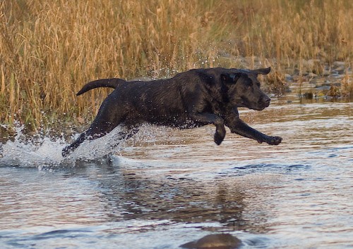 13 - Heney Gundogs