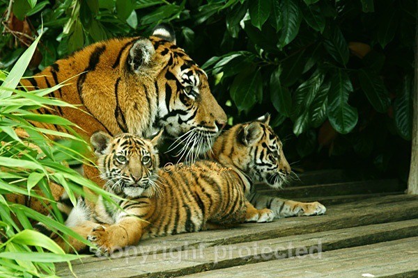 Sumatran Tigers - Kirana & cubs (Chester Zoo) - Tigers