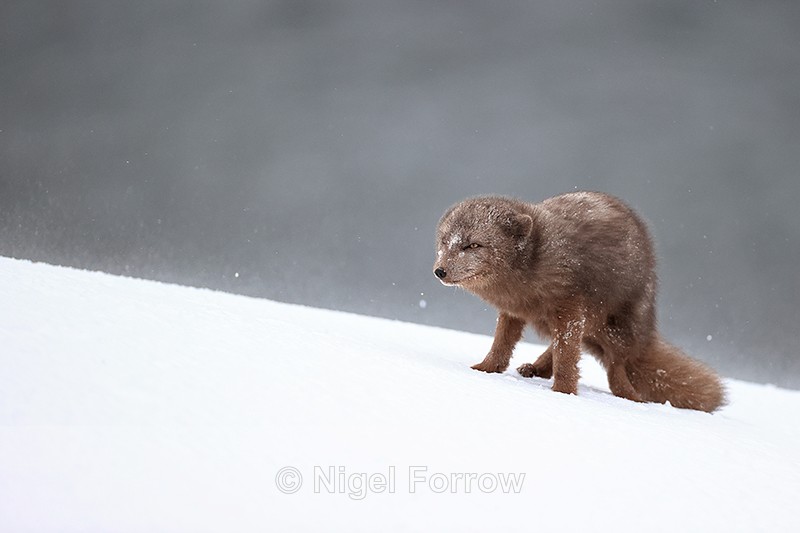 Hornstrandir Arctic Fox stands still on snow, Iceland - Arctic Fox