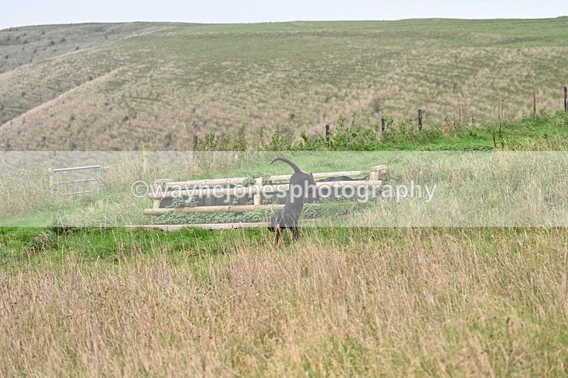 WJ7_9856 - Camera 1 & Last fence