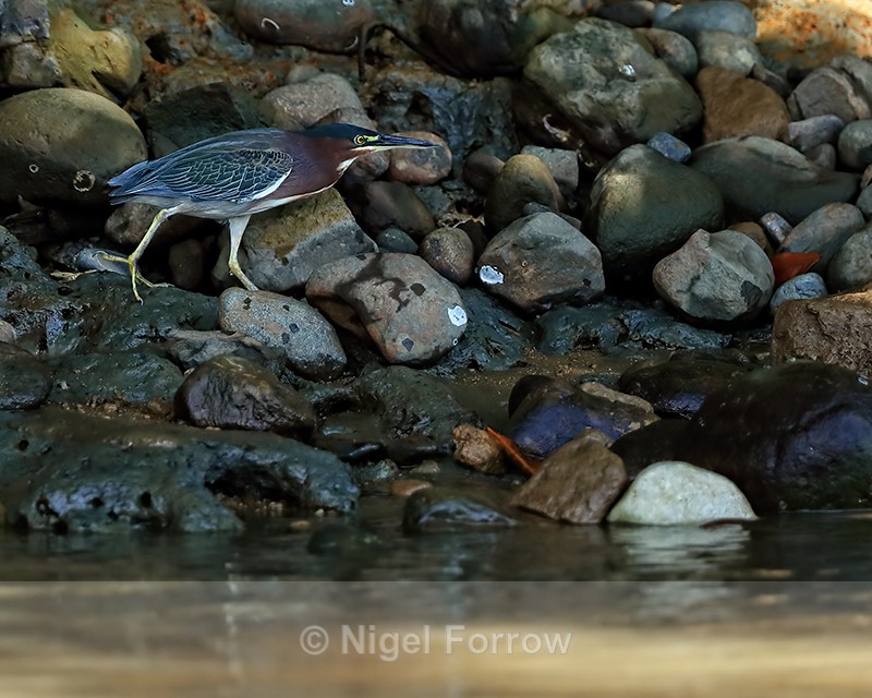 Green Heron walking on rocks, Costa Rica - Green (Green-backed) Heron