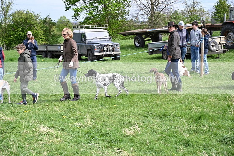 WJ6_8826 - Class 8 Best Working / Gun Dog or Bitch