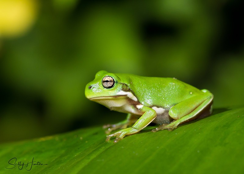 Frog on Leaf 5