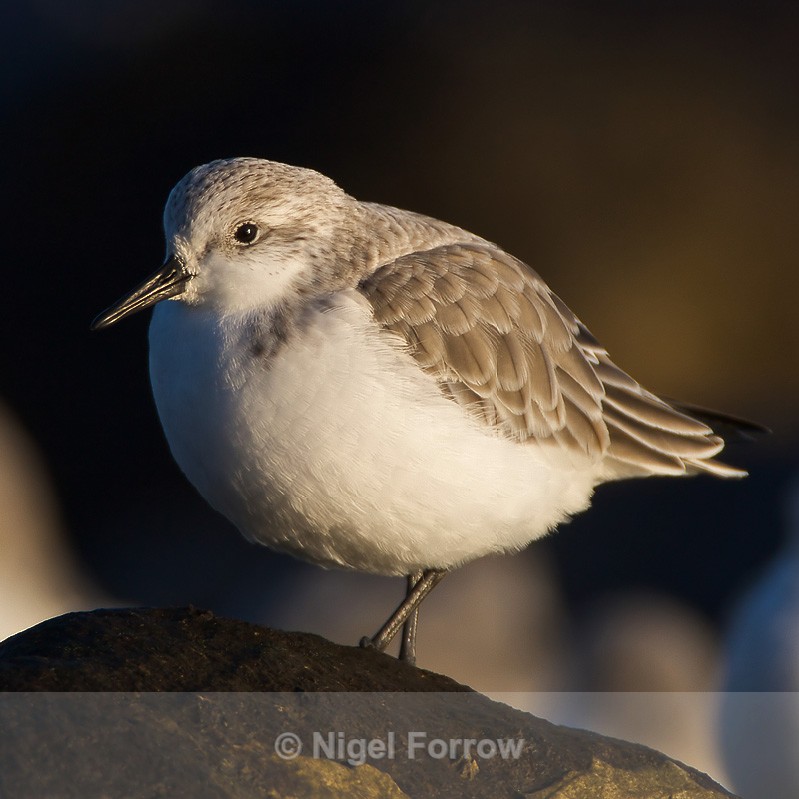 Sanderling - Sanderling