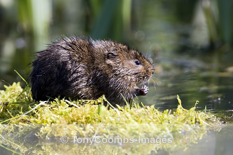 Water Vole - Other Wildlife