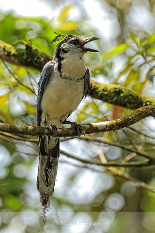 White-throated Magpie-Jay calling, Arenal, Costa Rica - White-throated Magpie-Jay