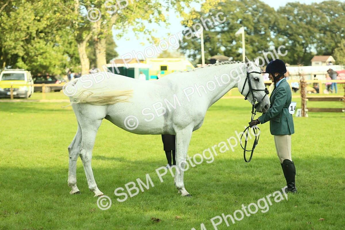 SBM_52154 - S33 - Working Hunter & Working Show Horse
