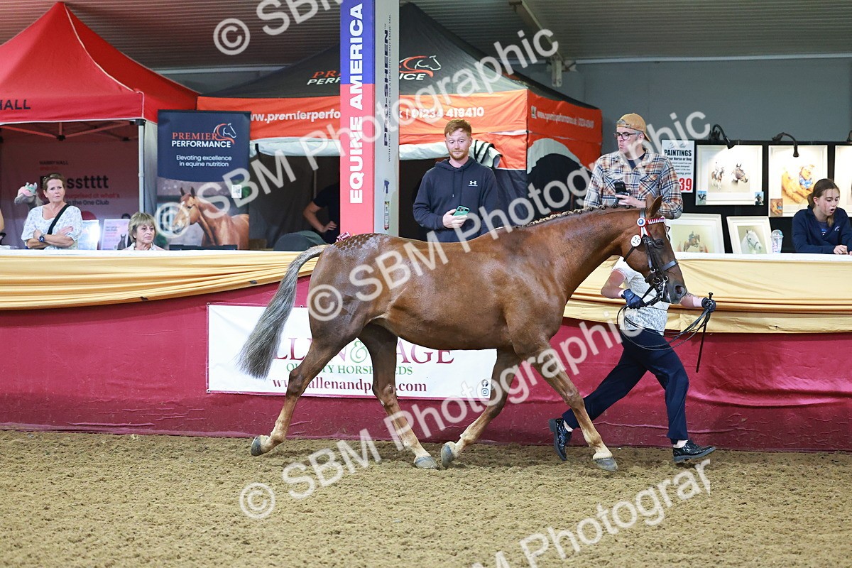 SBM_14731 - Class C - Novelty champ