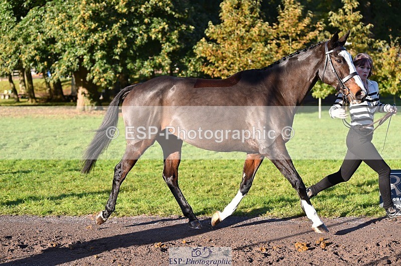 231022-093752-21929 - 427-COMBE.BREEZE-Gemma.Wells-TrotUp+SJ