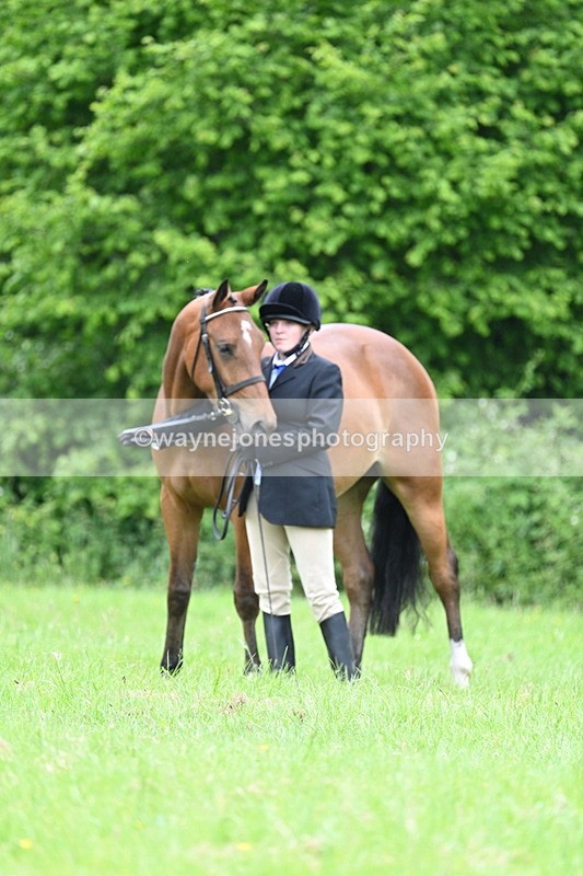 WJ7_3767 - Class 14A Handsome Gelding