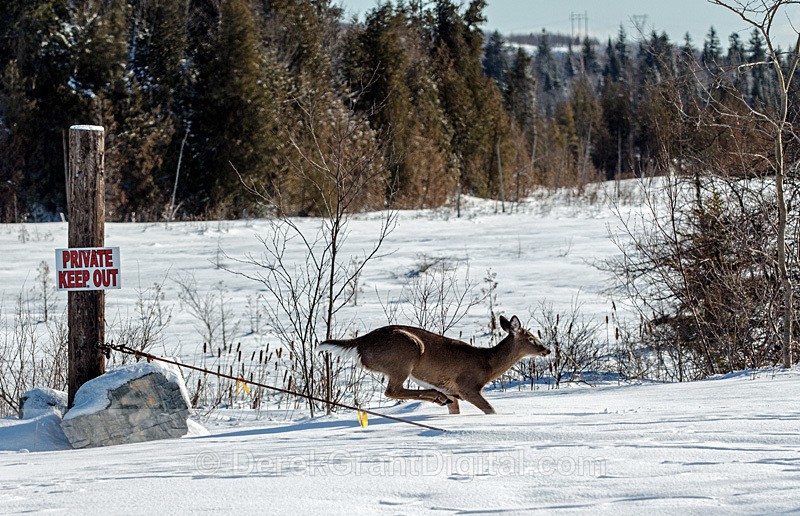 Disobedient Deer - Urban Wildlife
