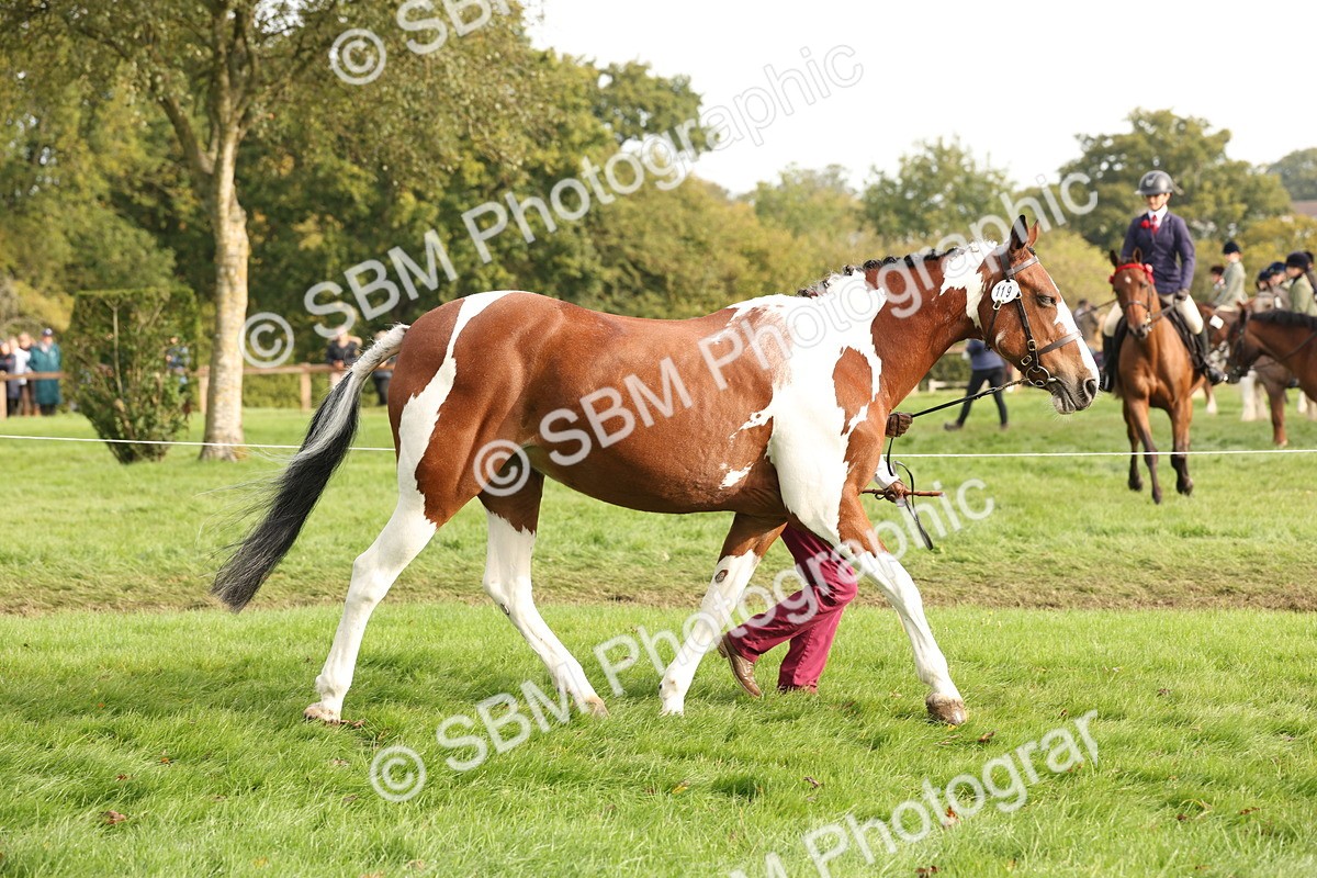 SBM_56781 - S54 - Piebald & Skewbald Horse In Hand