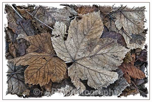  - Petals and Leaves