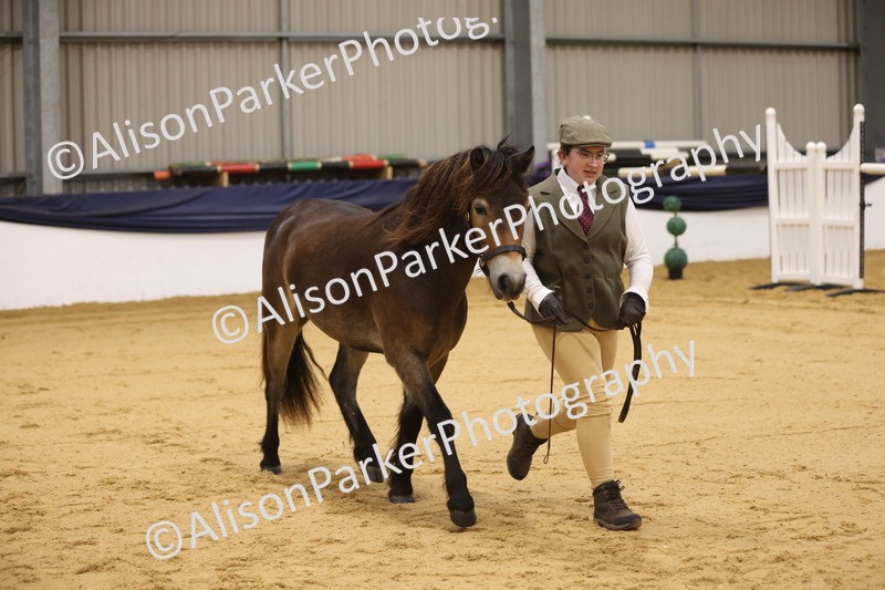 20260913-1059 - Class 109 - Bred On Exmoor In Hand