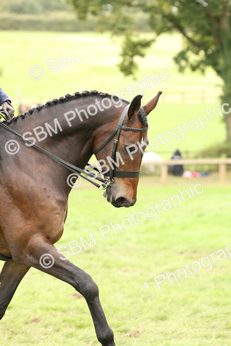 SBM_63026 - S64 - Foreign Breeds Ridden