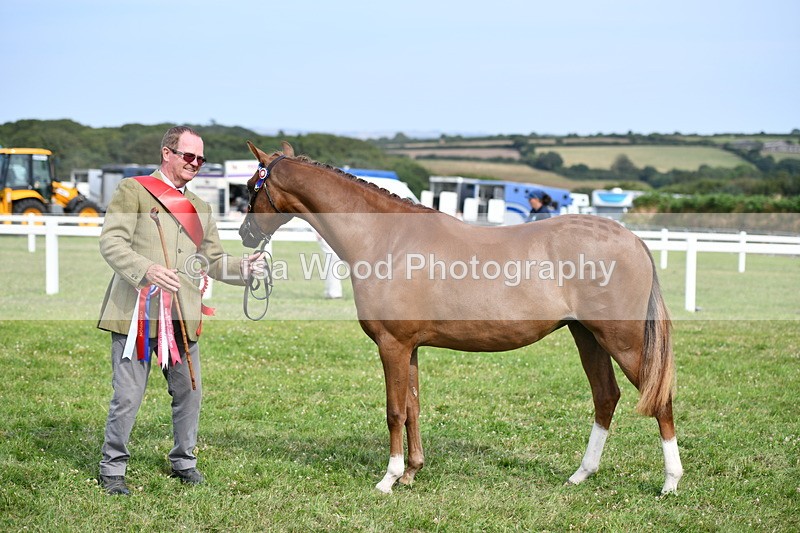 DSC_9107 - SP/SHP Pony Breeding Championship