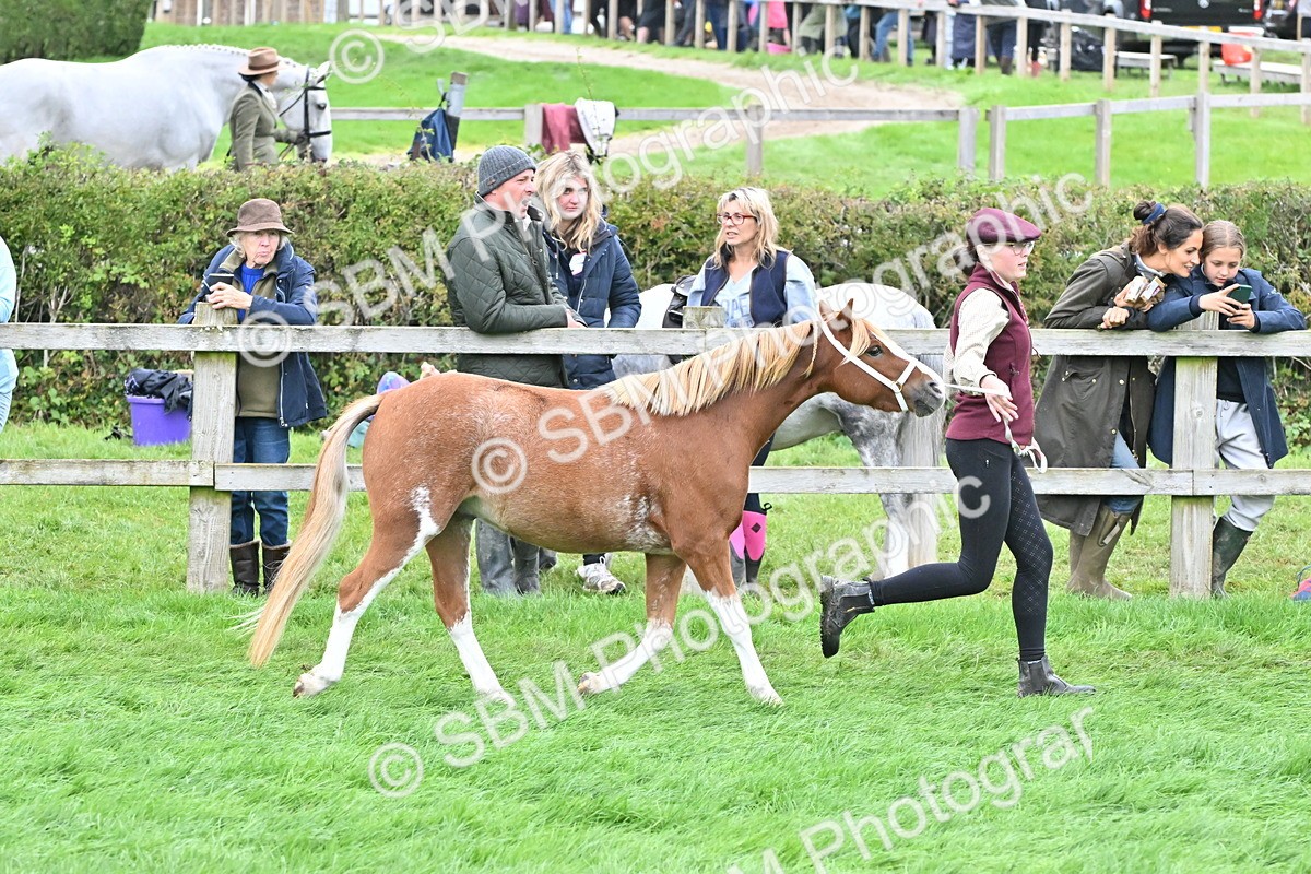 SBM_60947 - S48 - Mountain & Moorland In Hand Small Breeds