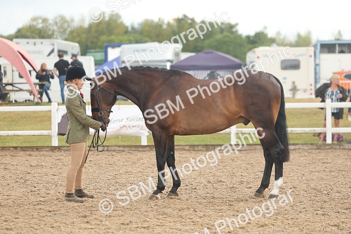 SBM_07899 - Class 28 - IH Veteran Horse