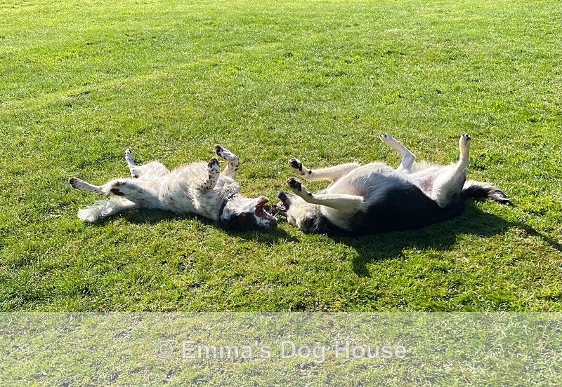  - Dogs